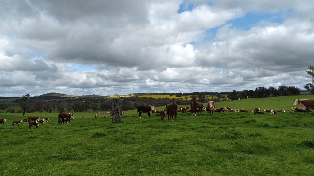 cvgt jobactive albury dairy 1