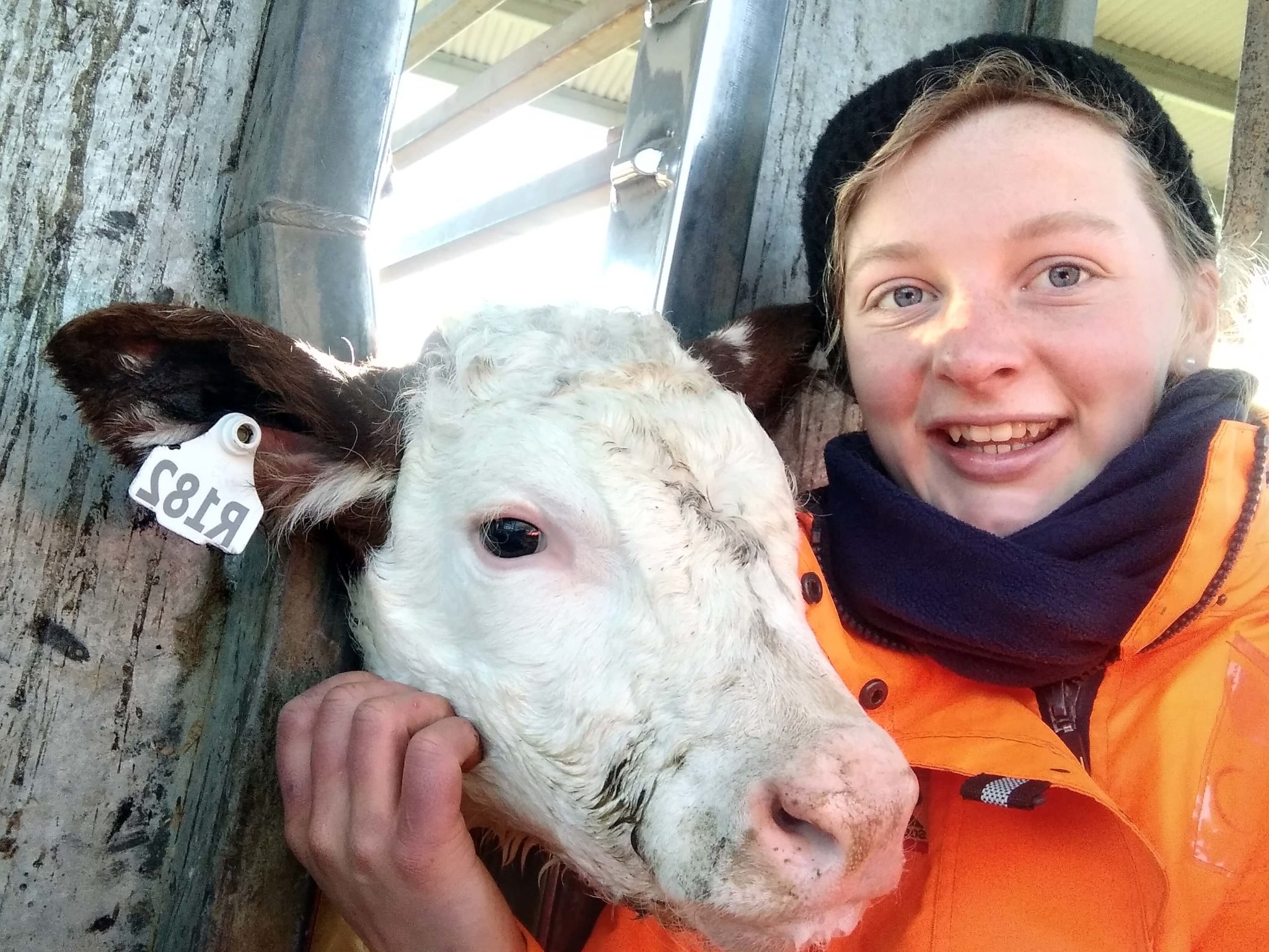 jobactive participant with a calf