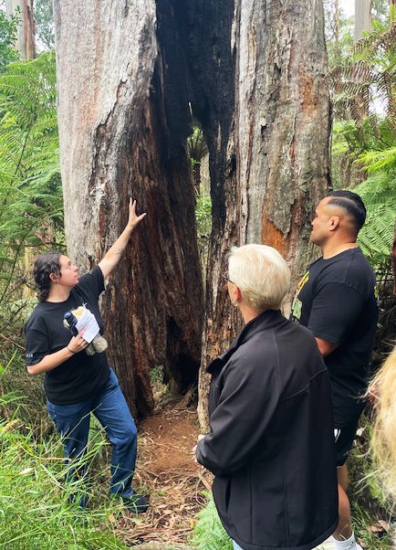 Scar Tree
